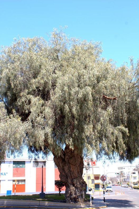 Molle del Cautiverio, en Tacna.