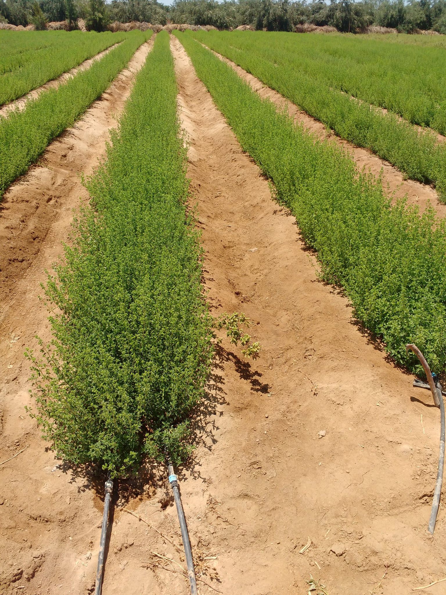 Un árbol de eucalipto.